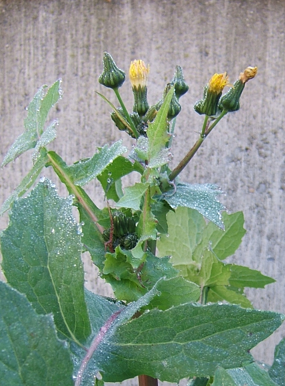 Common sowthistle: common sow thistle