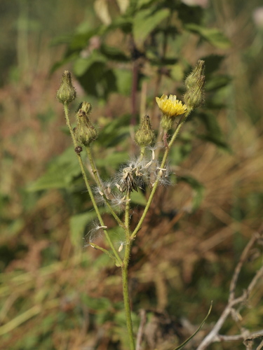 Marsh sowthistle (Sonchus palustris)