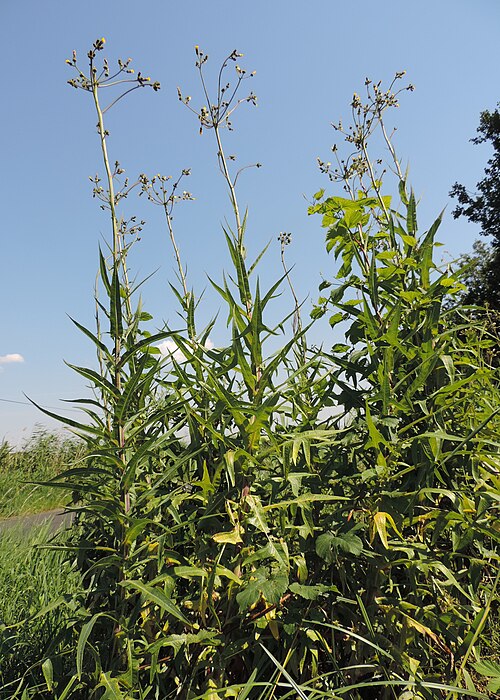 Marsh sowthistle: Sonchus palustris in Święta on Odra river, NW Poland