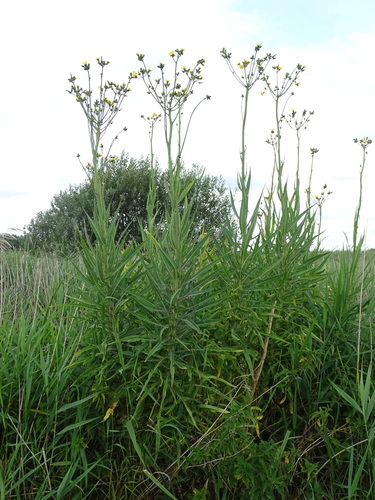 Marsh sowthistle (Sonchus palustris)