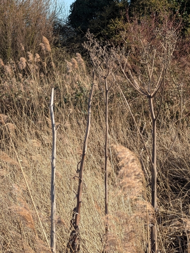 Marsh sowthistle (Sonchus palustris)