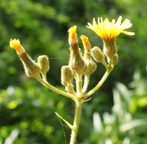 Marsh sowthistle (Sonchus palustris)