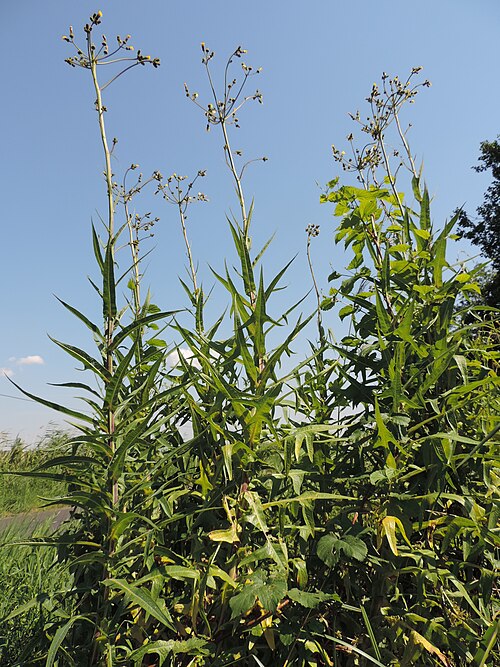 Marsh sowthistle: Sonchus palustris in Święta on Odra river, NW Poland