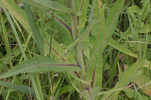 Marsh sowthistle: Sonchus palustris