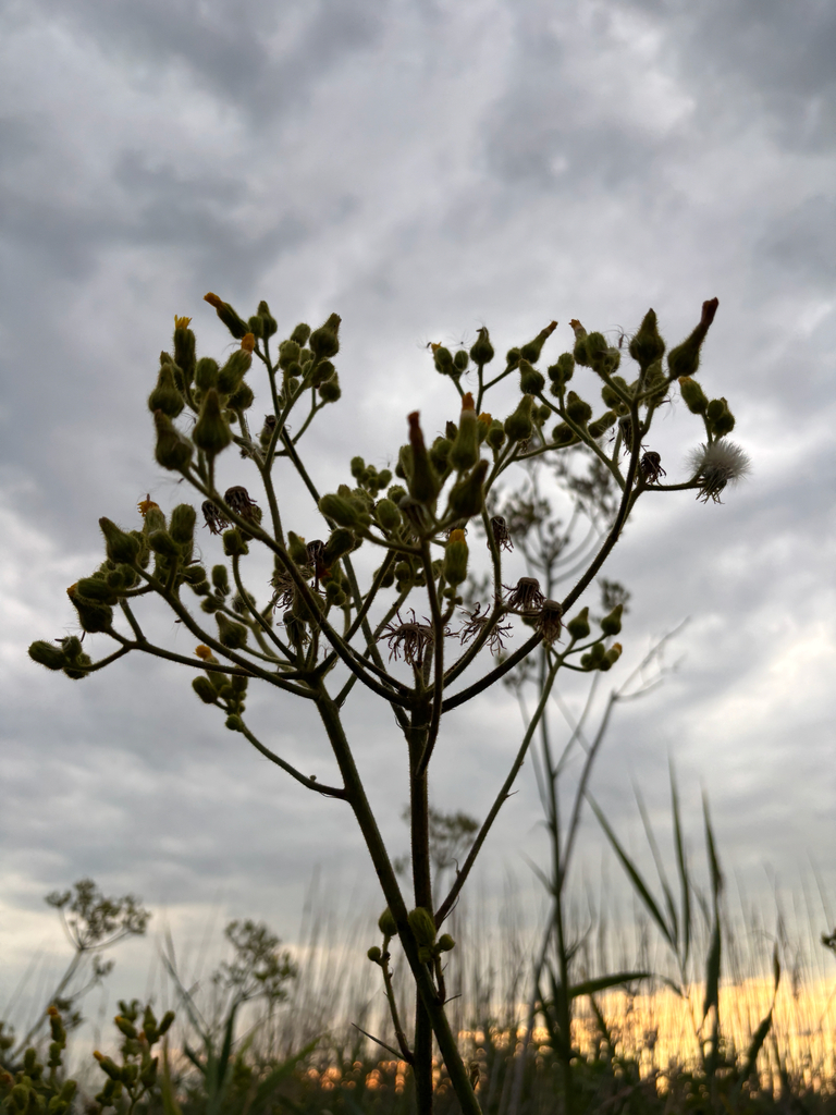 Marsh sowthistle (Sonchus palustris)