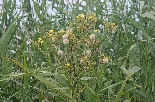 Marsh sowthistle: Sonchus palustris