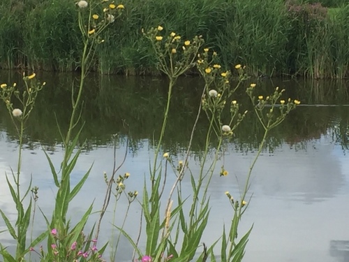 Marsh sowthistle (Sonchus palustris)
