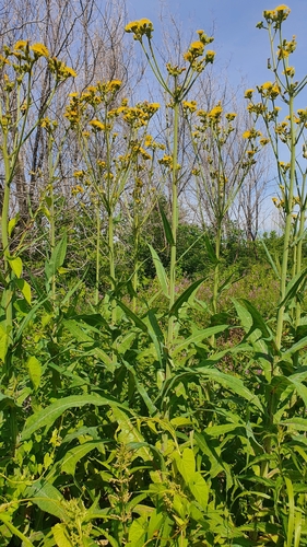 Marsh sowthistle (Sonchus palustris)