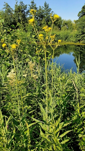 Marsh sowthistle (Sonchus palustris)