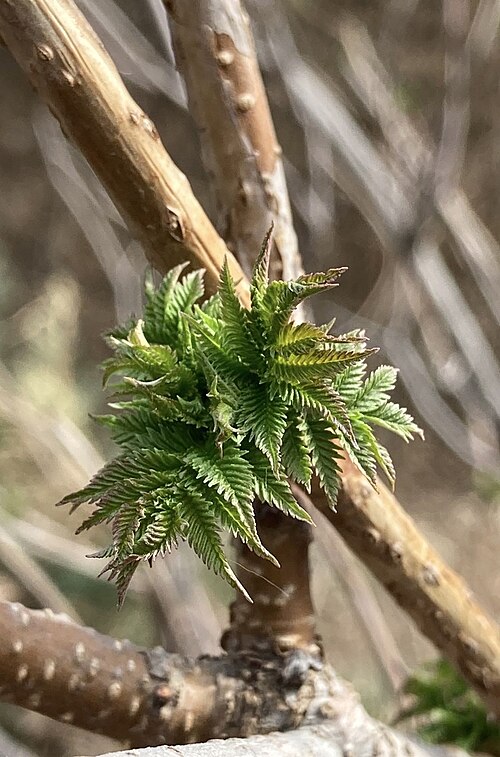 Giant false spiraea: The budding leaves and brances of a S. kirilowii shrub, taken in March 2023, Contents Beijing Garden Expo Park.