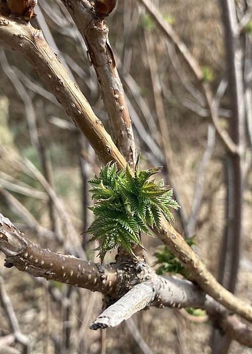 Giant false spiraea: The budding leaves and brances of a S. kirilowii shrub, taken in March 2023, Contents Beijing Garden Expo Park.