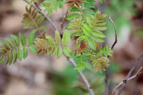 False spiraea (Sorbaria sorbifolia)