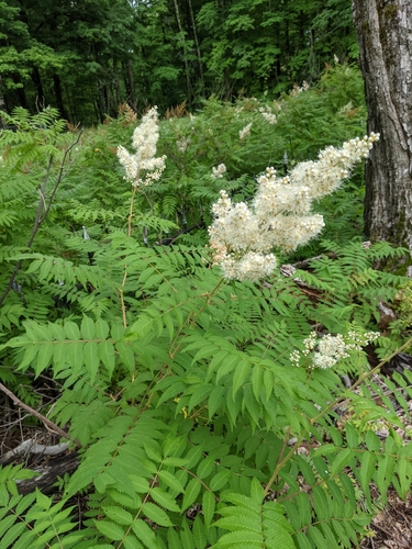 False spiraea (Sorbaria sorbifolia)