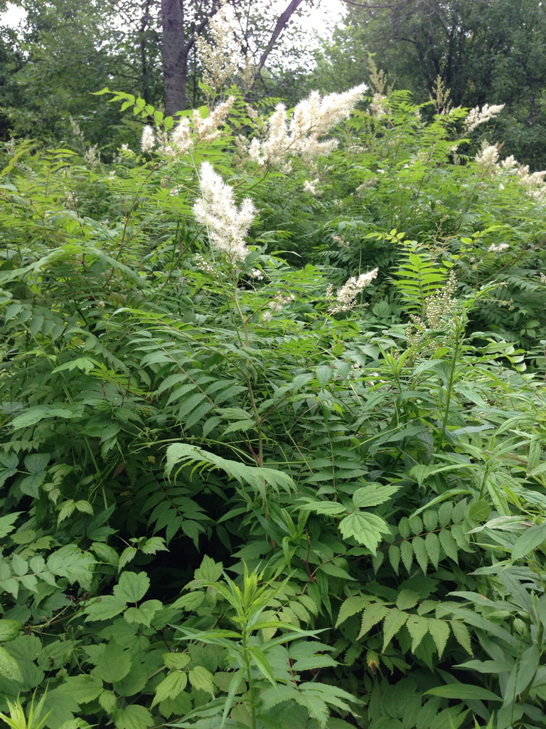 False spiraea (Sorbaria sorbifolia)