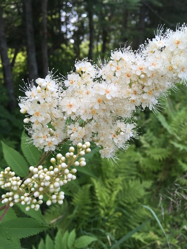 False spiraea (Sorbaria sorbifolia)