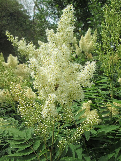 False spiraea: Sibirische Fiederspiere ( Sorbaria sorbifolia ) ausgewildert im Naturschutzgebiet „St. Arnualer Wiesen“