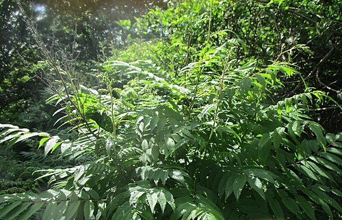 False spiraea: Sibirische Fiederspiere ( Sorbaria sorbifolia ) ausgewildert im Naturschutzgebiet "St. Arnualer Wiesen"