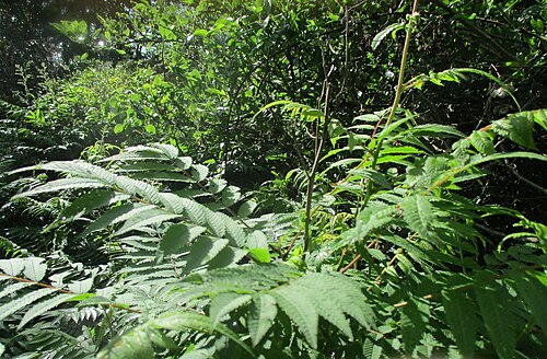 False spiraea: Sibirische Fiederspiere ( Sorbaria sorbifolia ) ausgewildert im Naturschutzgebiet "St. Arnualer Wiesen"