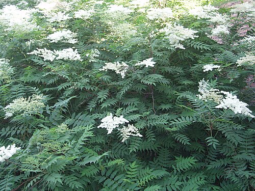 False spiraea: Ural false spirea flowers