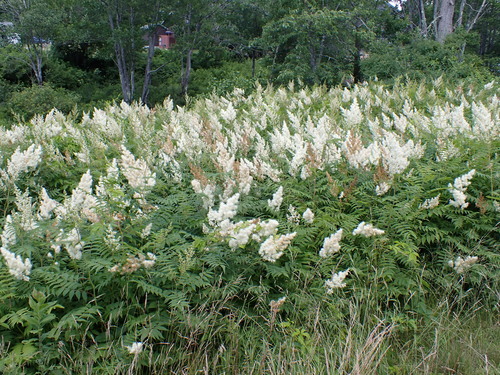 False spiraea (Sorbaria sorbifolia)