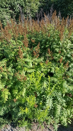 False spiraea (Sorbaria sorbifolia)