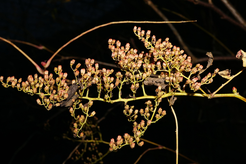 False spiraea (Sorbaria sorbifolia)