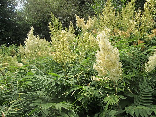 False spiraea: Sibirische Fiederspiere ( Sorbaria sorbifolia ) ausgewildert im Naturschutzgebiet „St. Arnualer Wiesen“