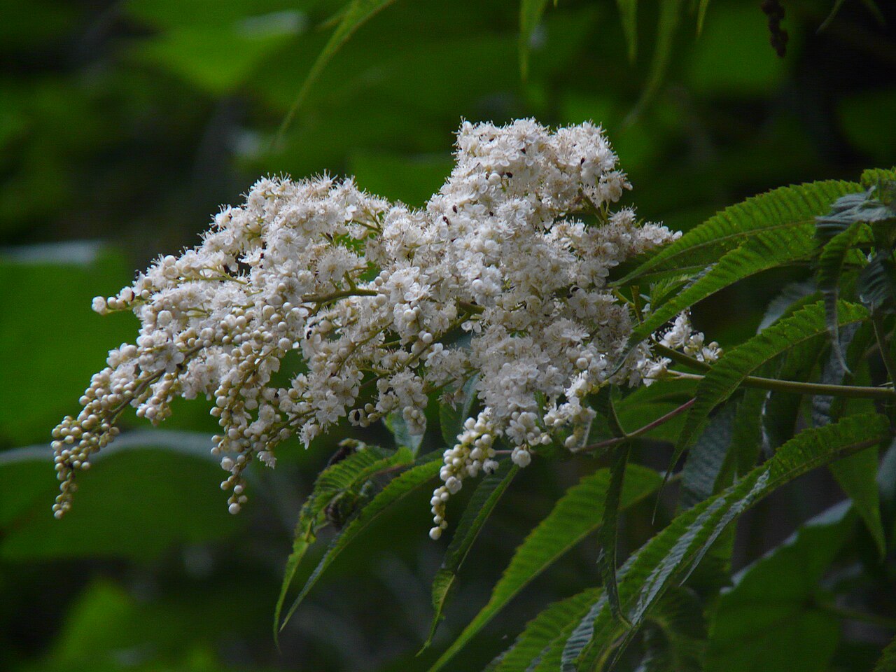 Himalayan sorbaria: Rosaceae (rose family) » Sorbaria tomentosa sor-BAY-ree-uh -- referring to its resemblance to Sorbus (Mountain Ash genus) toh-men-TOH-suh -- meaning, covered wi