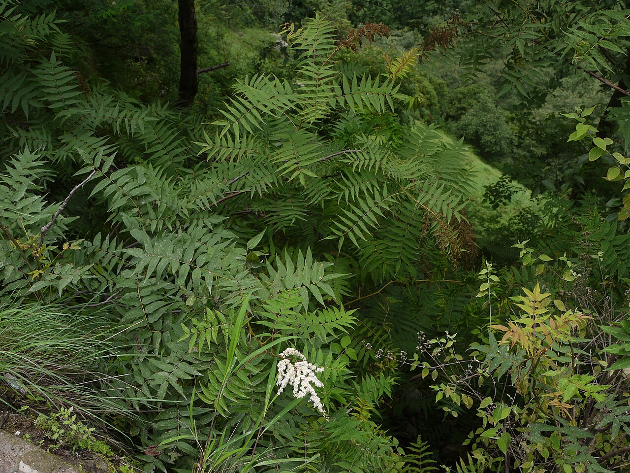 Himalayan sorbaria: Rosaceae (rose family) » Sorbaria tomentosa sor-BAY-ree-uh -- referring to its resemblance to Sorbus (Mountain Ash genus) toh-men-TOH-suh -- covered with fine,