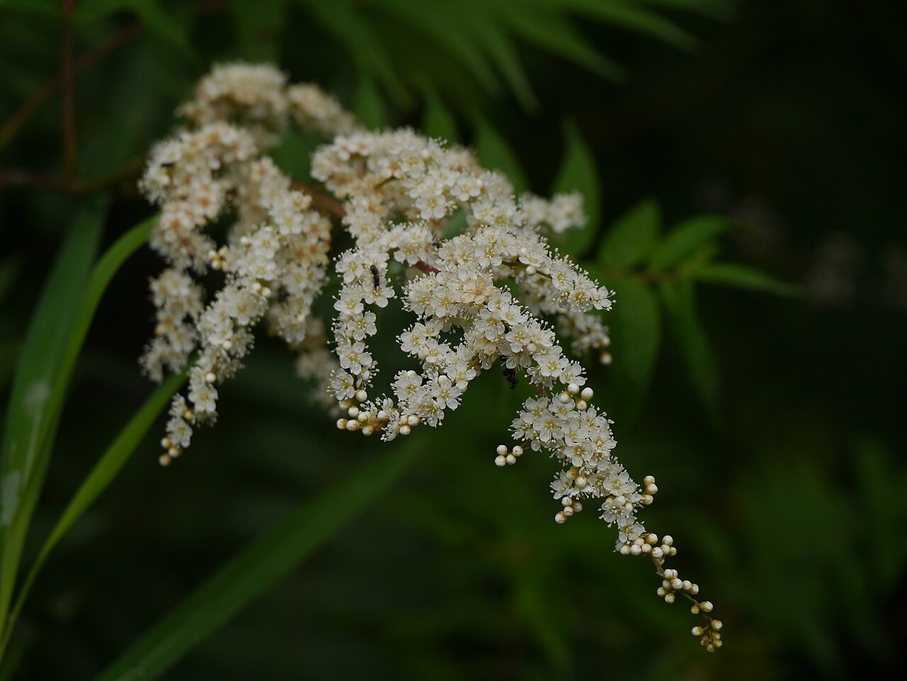 Himalayan sorbaria: Rosaceae (rose family) » Sorbaria tomentosa sor-BAY-ree-uh -- referring to its resemblance to Sorbus (Mountain Ash genus) toh-men-TOH-suh -- covered with fine,