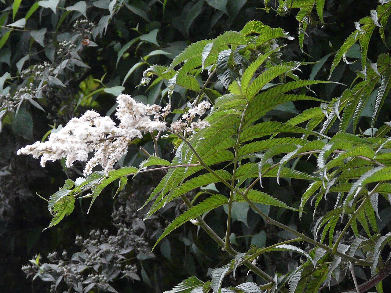 Himalayan sorbaria: Rosaceae (rose family) » Sorbaria tomentosa sor-BAY-ree-uh -- referring to its resemblance to Sorbus (Mountain Ash genus) toh-men-TOH-suh -- meaning, covered wi
