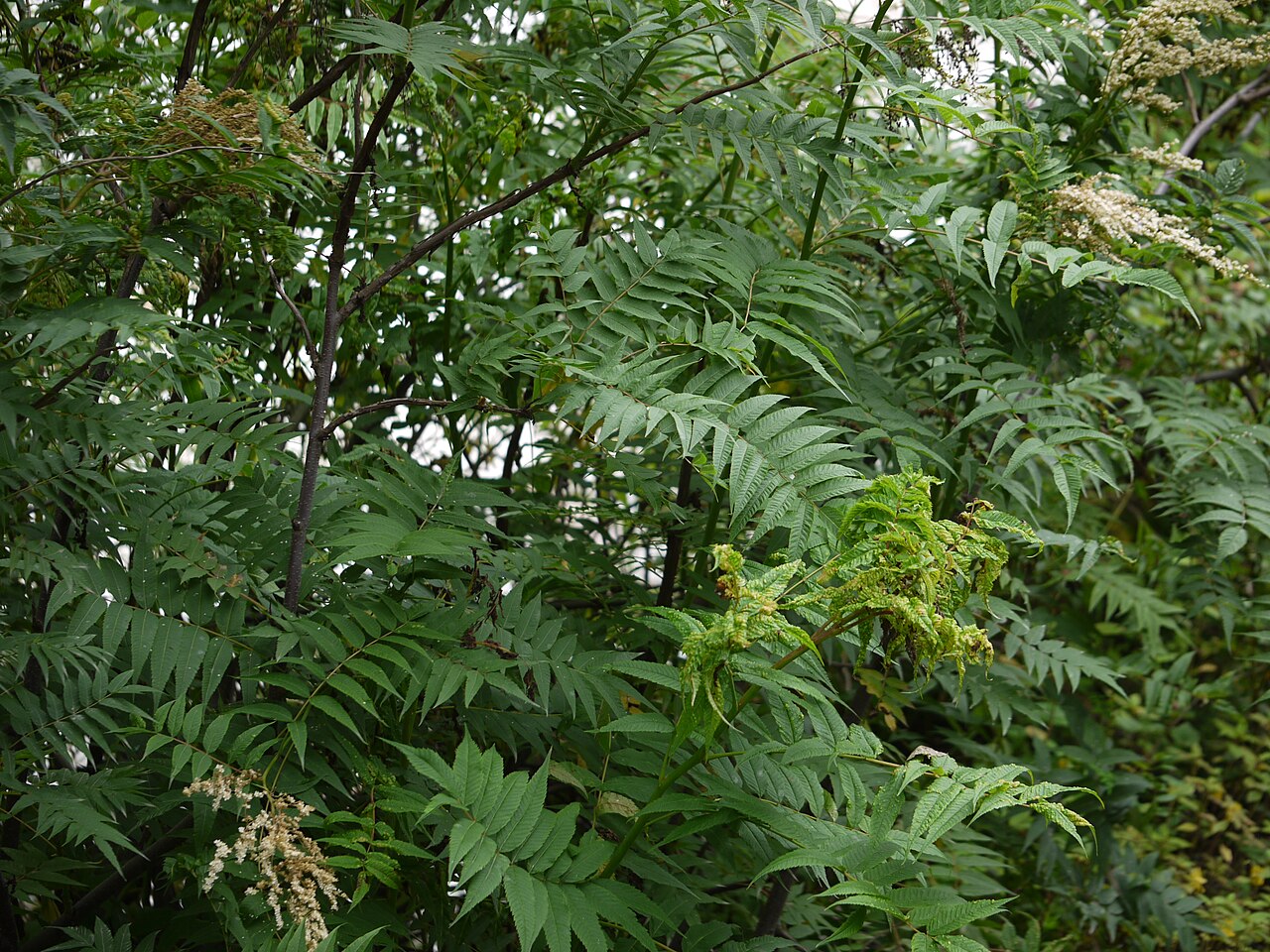 Himalayan sorbaria: Rosaceae (rose family) » Sorbaria tomentosa sor-BAY-ree-uh -- referring to its resemblance to Sorbus (Mountain Ash genus) toh-men-TOH-suh -- covered with fine,