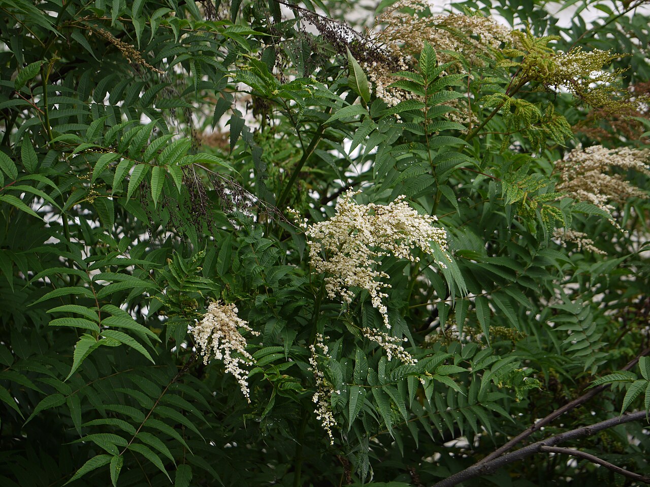 Himalayan sorbaria: Rosaceae (rose family) » Sorbaria tomentosa sor-BAY-ree-uh -- referring to its resemblance to Sorbus (Mountain Ash genus) toh-men-TOH-suh -- covered with fine,