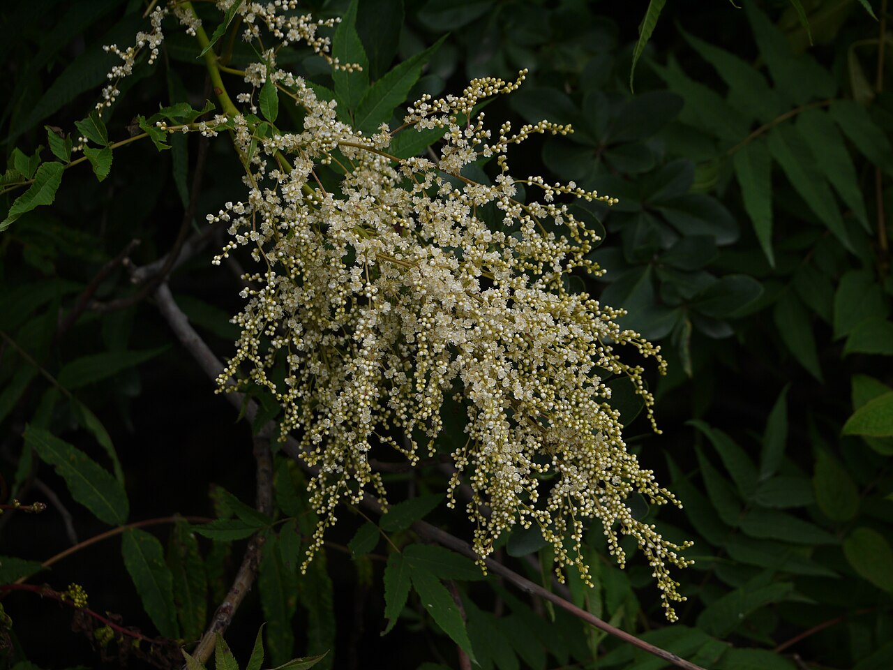 Himalayan sorbaria: Rosaceae (rose family) » Sorbaria tomentosa sor-BAY-ree-uh -- referring to its resemblance to Sorbus (Mountain Ash genus) toh-men-TOH-suh -- covered with fine,