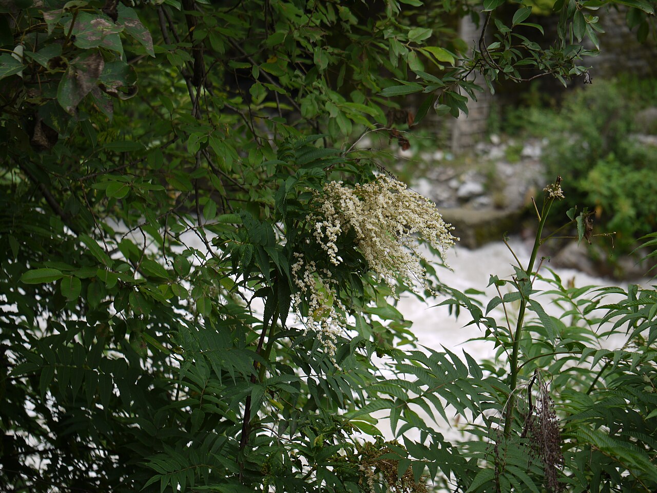 Himalayan sorbaria: Rosaceae (rose family) » Sorbaria tomentosa sor-BAY-ree-uh -- referring to its resemblance to Sorbus (Mountain Ash genus) toh-men-TOH-suh -- covered with fine,