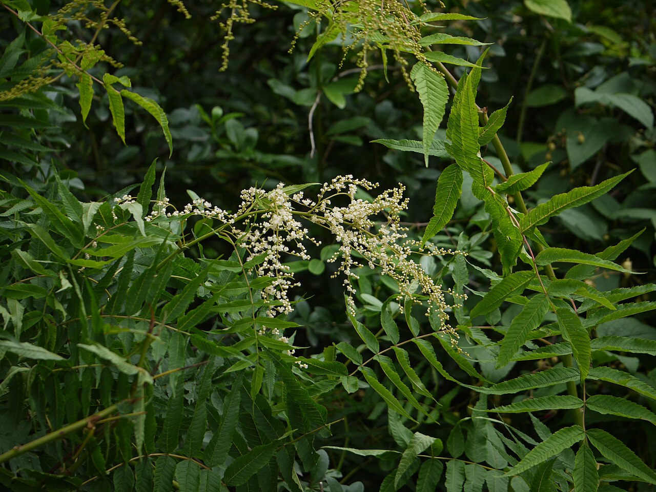 Himalayan sorbaria: Rosaceae (rose family) » Sorbaria tomentosa sor-BAY-ree-uh -- referring to its resemblance to Sorbus (Mountain Ash genus) toh-men-TOH-suh -- covered with fine,