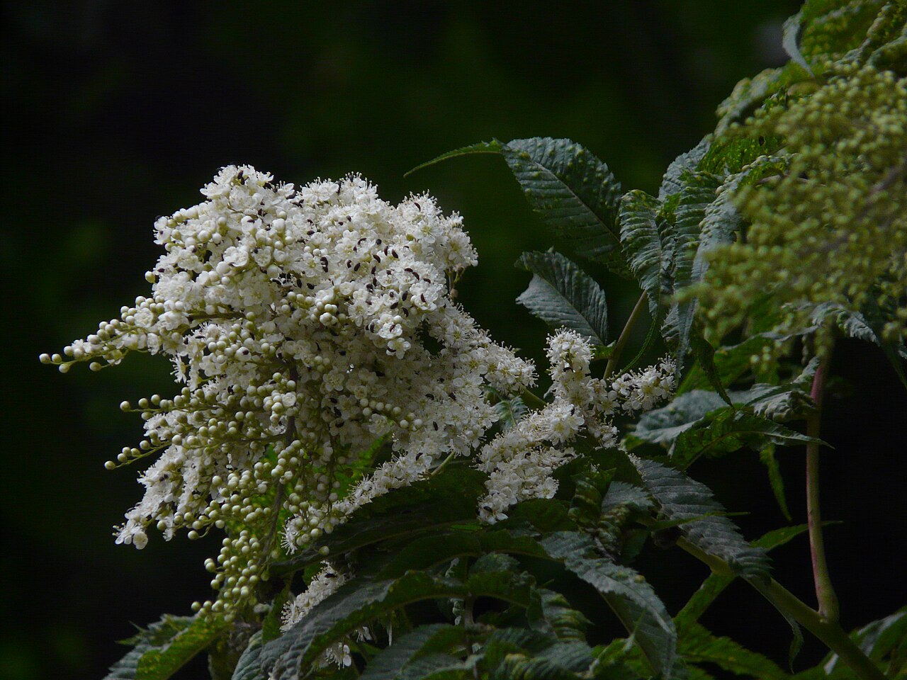 Himalayan sorbaria: Rosaceae (rose family) » Sorbaria tomentosa sor-BAY-ree-uh -- referring to its resemblance to Sorbus (Mountain Ash genus) toh-men-TOH-suh -- meaning, covered wi