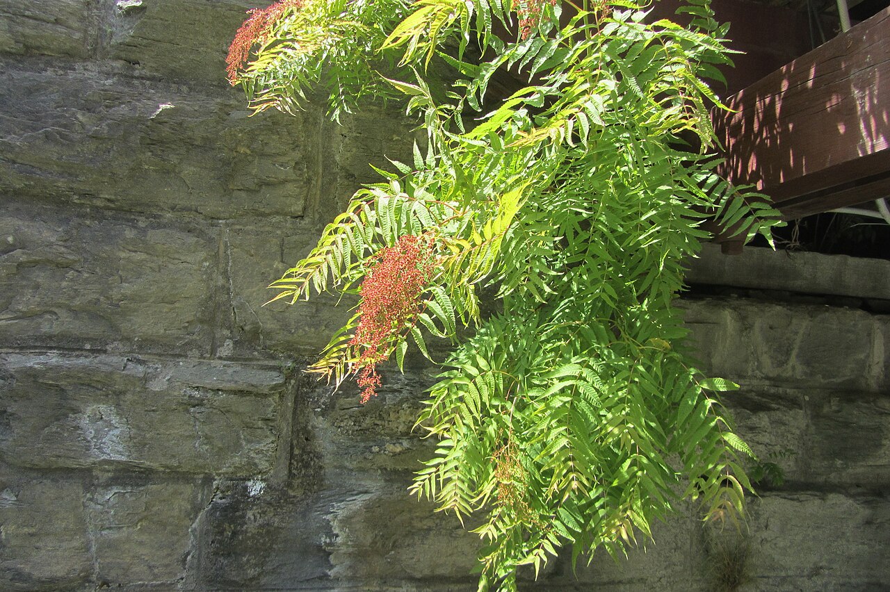 Himalayan sorbaria (Sorbaria tomentosa)