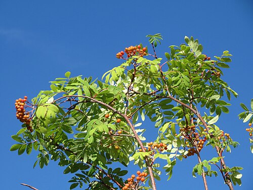 Rowan: Eberesche ( Sorbus aucuparia ) in Hockenheim