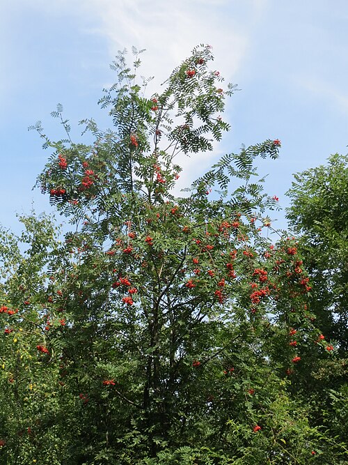 Rowan: Eberesche ( Sorbus aucuparia ) bei Schalkenmehren