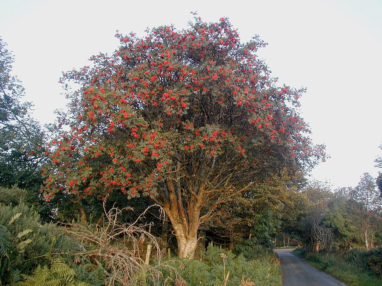 Rowan: European Rowan ( Sorbus aucuparia ) photographed at dawn in October 2008 in Co. Wicklow in Ireland