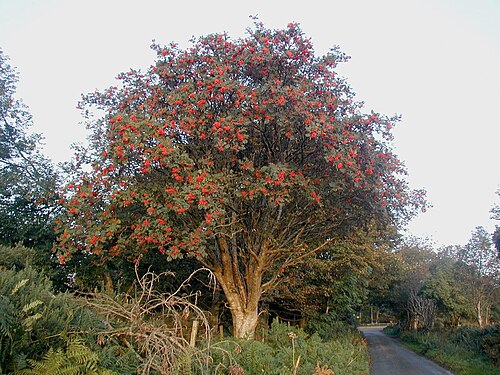 Rowan: European Rowan ( Sorbus aucuparia ) photographed at dawn in October 2008 in Co. Wicklow in Ireland