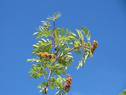 Rowan: Eberesche ( Sorbus aucuparia ) in Hockenheim