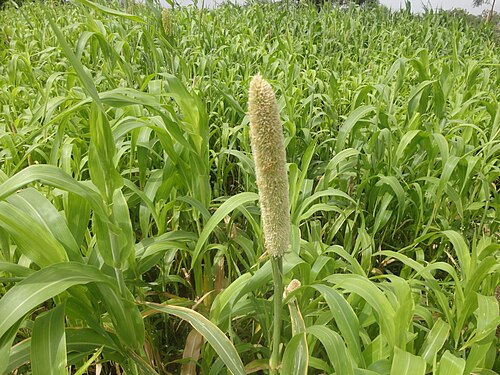 Sorghum: Jowar[sorghum] bud at initial stage