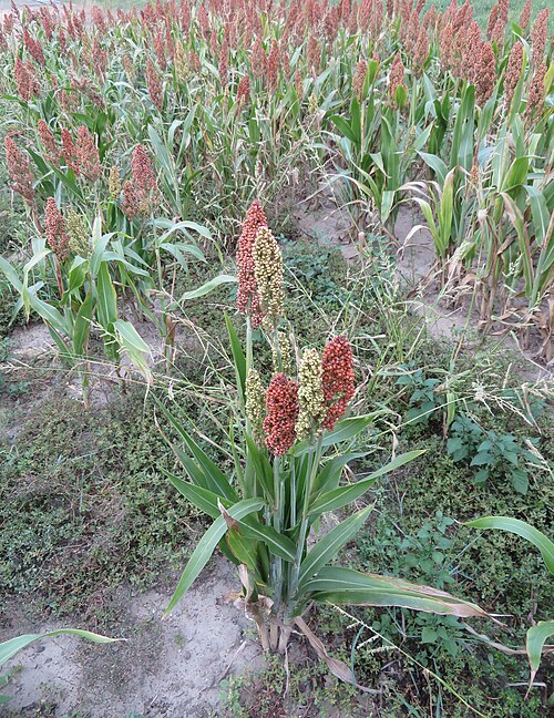 Sorghum: Hirsefeld mit Sorghum Hirse bei Roxheim, Rheinland Pfalz.