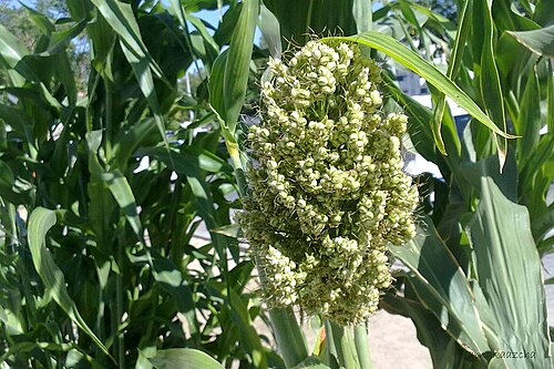 Sorghum: Sorghum photo from UAE