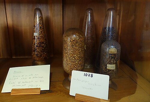 Sorghum: Botanical specimens exhibited in the Colégio de São Bento - University of Coimbra - Coimbra, Portugal.