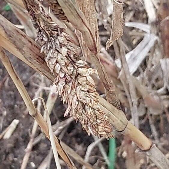 Sorghum (Sorghum bicolor)