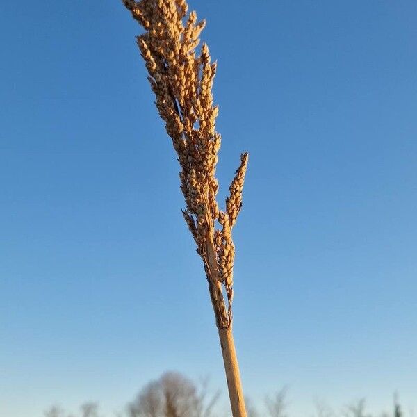 Sorghum (Sorghum bicolor)