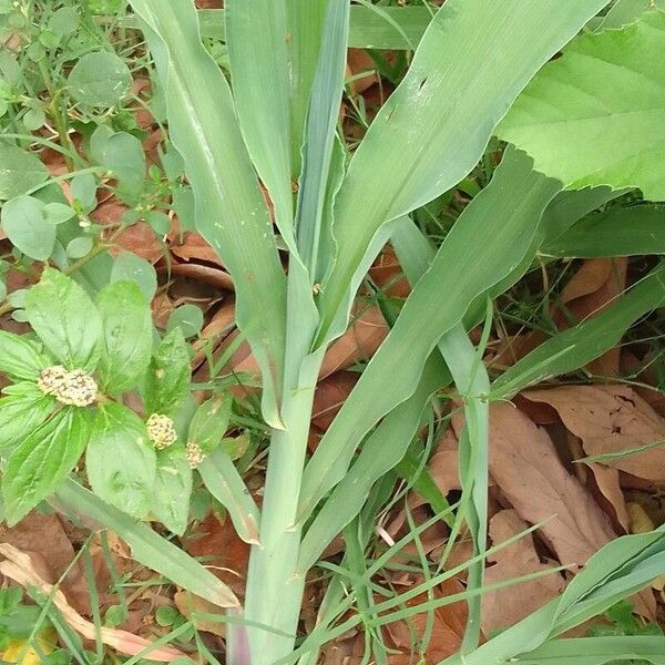 Sorghum (Sorghum bicolor)